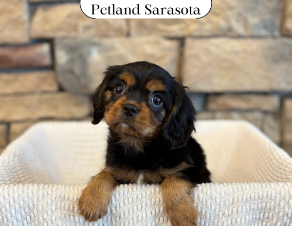 [#2515-02] - Black / Tan M Cavalier King Charles Spaniel Puppies for Sale