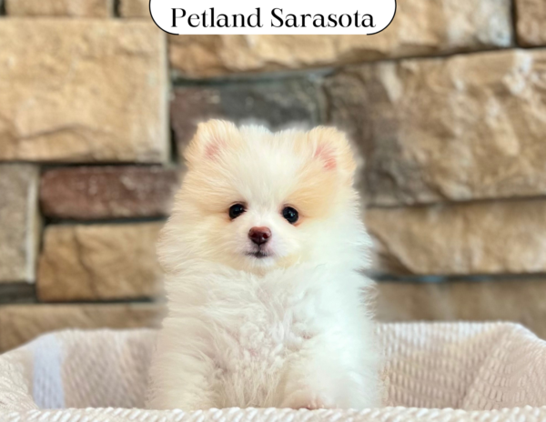 [#25552-01] - Cream M Pomeranian Puppies for Sale