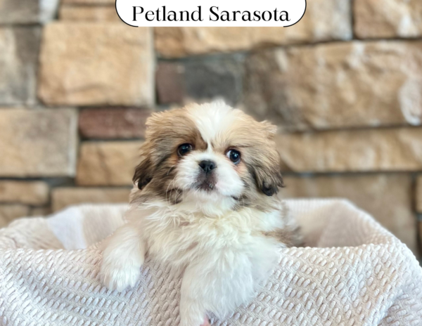 [#25200-01] - Sable / White M Pekingese Puppies for Sale