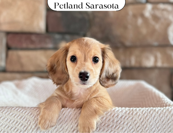 [#25280-02] - Cream F Dachshund Puppies for Sale