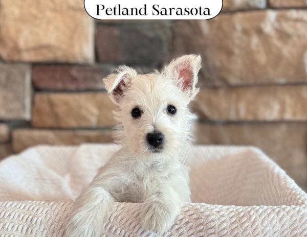 [#25318-02] - White F West Highland White Terrier Puppies for Sale