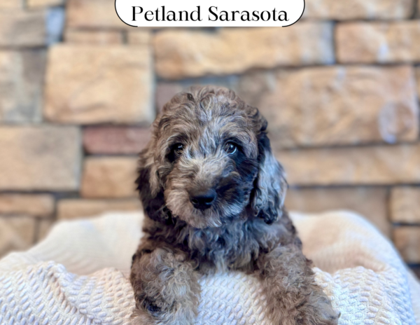 [#25102-04] - Merle F Poodle Mini/Goldendoodle Puppies for Sale
