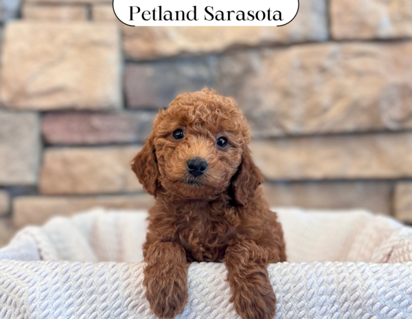 [#25422-08] - Red F Goldendoodle Mini 2nd Gen Puppies for Sale