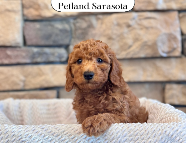 [#25422-02] - Red M Goldendoodle Mini 2nd Gen Puppies for Sale