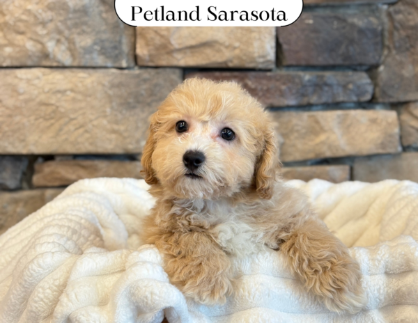 [#25688-03] - Apricot M Bichapoo Puppies for Sale