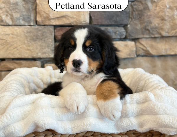 [#25373-04] - Black M Bernese Mountain Dog Puppies for Sale