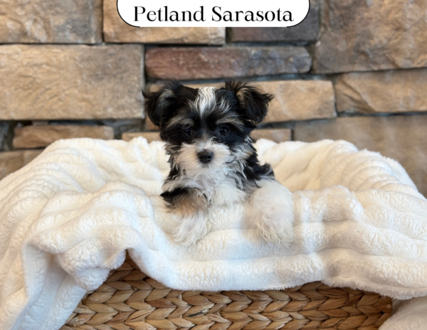 [#25409-02] - Black / White F Morkie Puppies for Sale