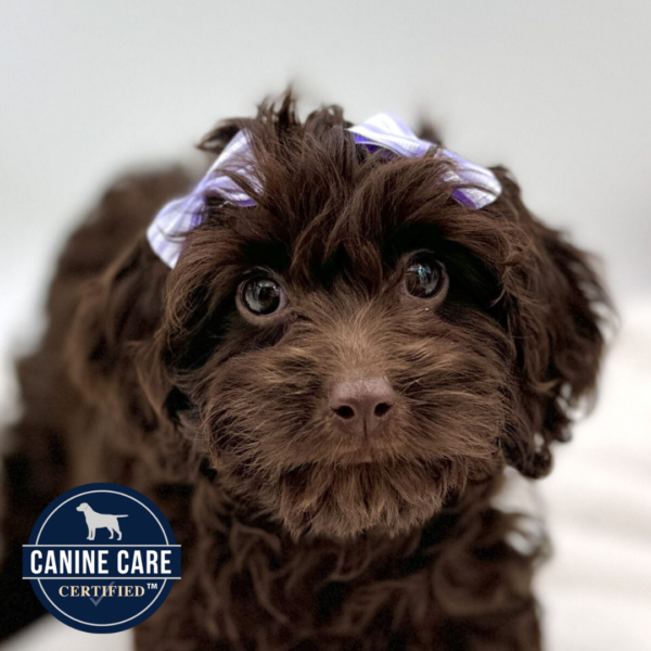 [#2521-03] - Chocolate F Cavapoo Puppies for Sale