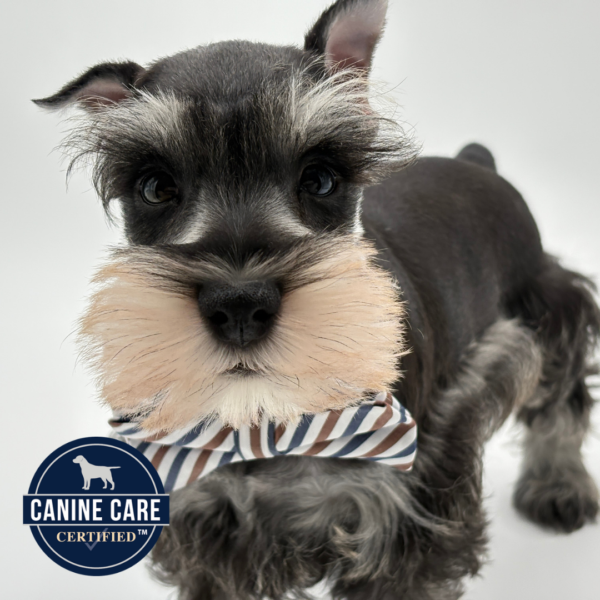 [#25761-03]  - Salt / Pepper M Miniature Schnauzer Puppies for Sale