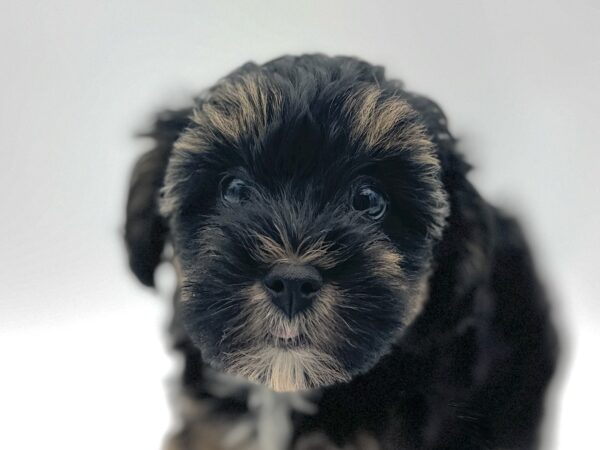 [#25737-02]  - Black / White F Yorkie/Schnauzer Puppies for Sale