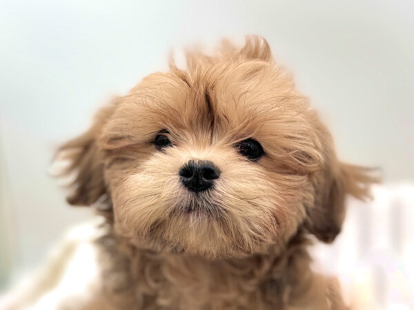 [#25378-01] - Brown M ShihPoo Puppies for Sale