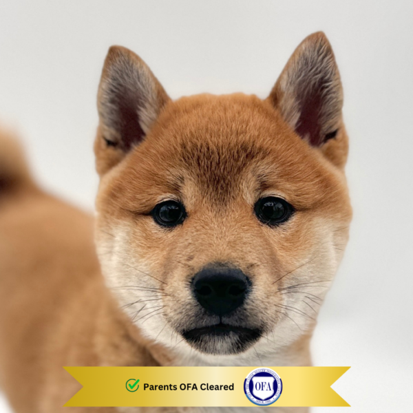 [#25592-03]  - Red Sesame F Shiba Inu Puppies for Sale