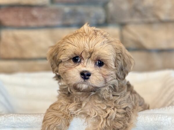 [#25378-01] - Brown M ShihPoo Puppies for Sale