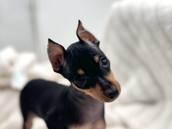 [#25390-01] - Black / Tan M Miniature Pinscher Puppies for Sale