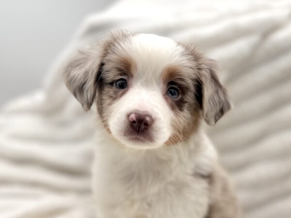 [#25522-03] - Red Merle M Miniature Australian Shepherd Puppies for Sale