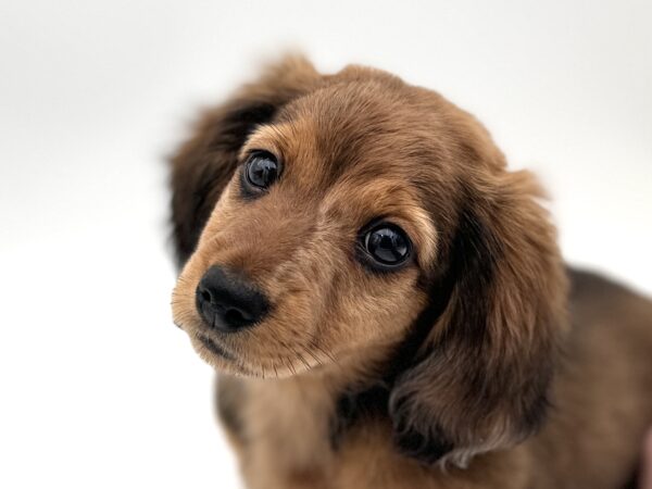 [#25739-03]  - Wild Boar F Dachshund Puppies for Sale