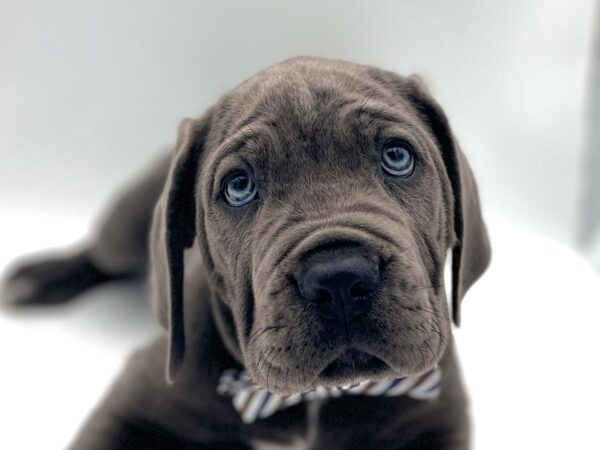 [#25716-03]  - Blue M Cane Corso Puppies for Sale