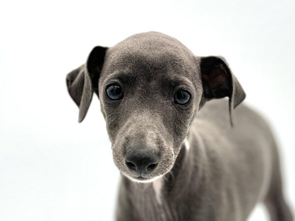 [#25666-05]  - Blue / White F Italian Greyhound Puppies for Sale