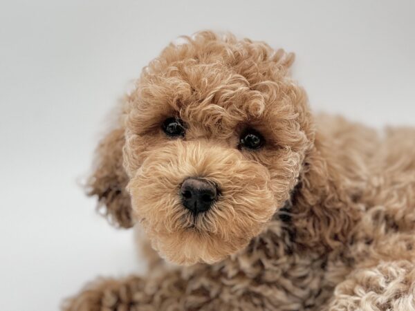 [#25719-03]  - Apricot M Poodle Puppies for Sale