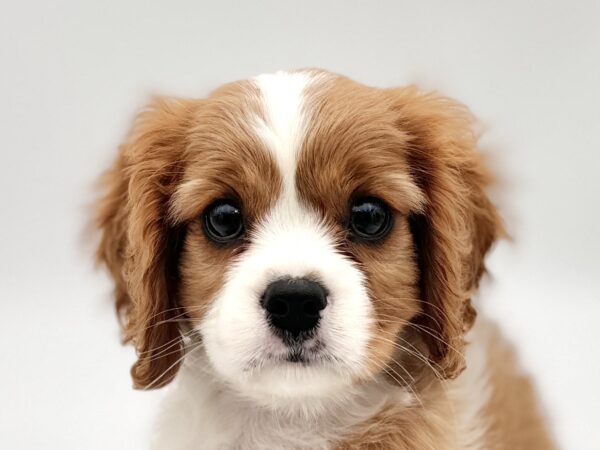 [#251071-05]  - Blenheim F Cavalier King Charles Spaniel Puppies for Sale