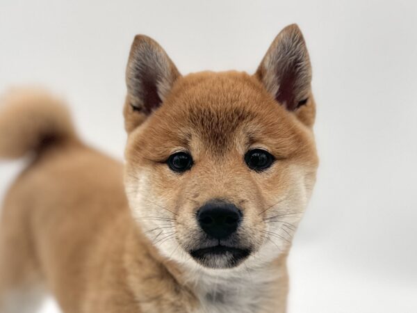 [#25592-03]  - Red Sesame F Shiba Inu Puppies for Sale