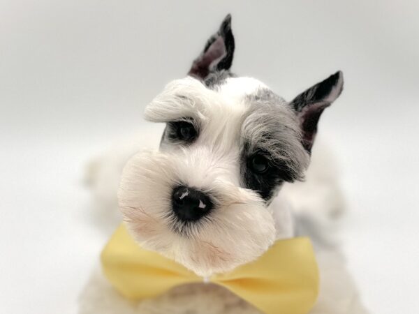 [#25549-10]  - Blue Merle / White M Miniature Schnauzer Puppies for Sale