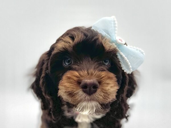 [#25531-04]  - Chocolate / Tan F Cock A Poo Puppies for Sale