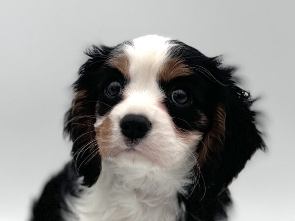 [#25569-03]  - Tri-Colored F Cavalier King Charles Spaniel Puppies for Sale