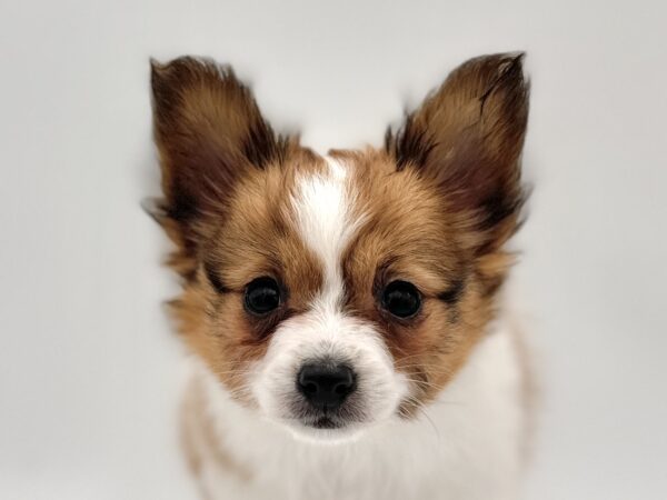 [#25702-01]  - Sable / White F Papillon Puppies for Sale