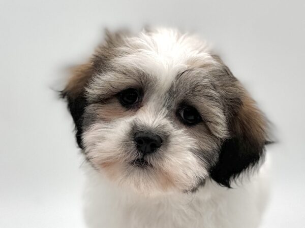 [#25533-05]  - Chocolate / White F Teddy Bear Puppies for Sale