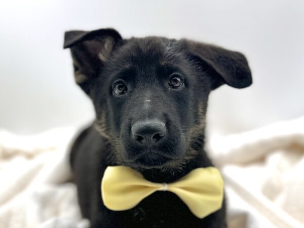 [#2583-02]  - Black / Tan M German Shepherd Dog Puppies for Sale