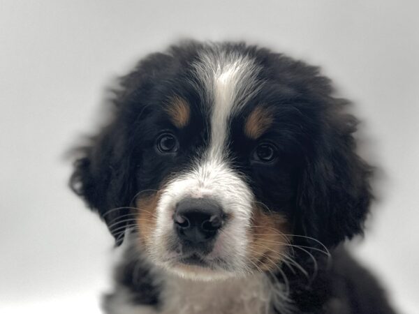 [#25766-02]  - Black M Bernese Mountain Dog Puppies for Sale
