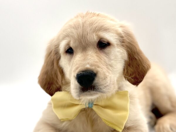 [#25859-05]  - Light Golden M Golden Retriever Puppies for Sale
