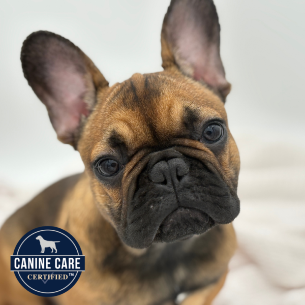 [#25454-06] - Fawn F French Bulldog Puppies for Sale