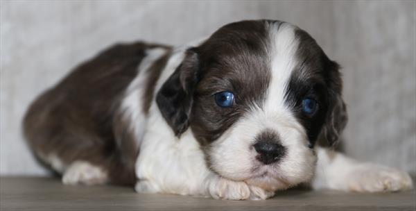 [#25634-01]  - Blue Merle / White M Cavachon Puppies for Sale