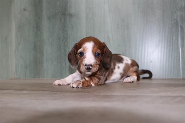 [#25648-04]  - Brown / White F Dachshund Puppies for Sale