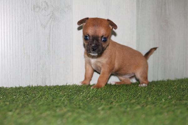 [#25680-03]  - Brown F Chihuahua Puppies for Sale