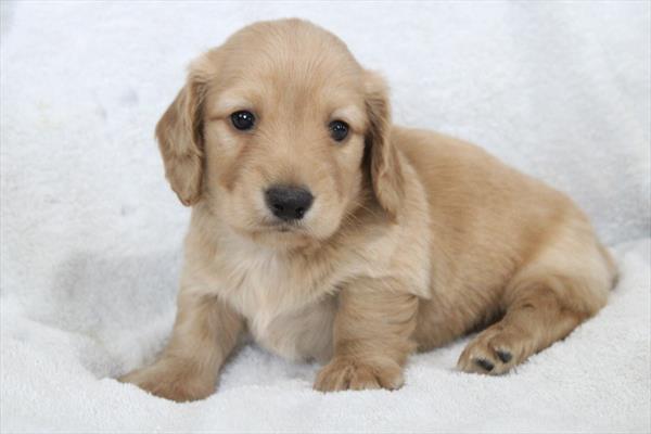 [#25726-01]  - Cream M Dachshund Puppies for Sale