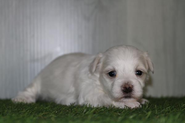 [#25655-04]  - White F Maltese Puppies for Sale