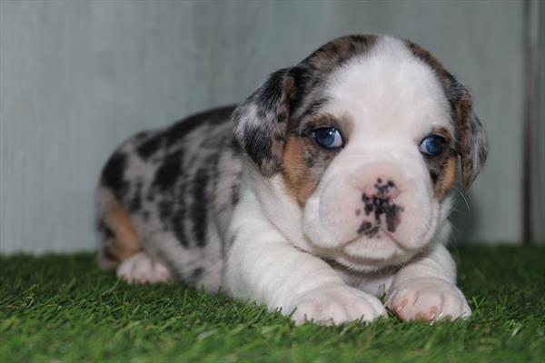 [#2576-01]  - Blue Merle M Mini Bullies Puppies for Sale