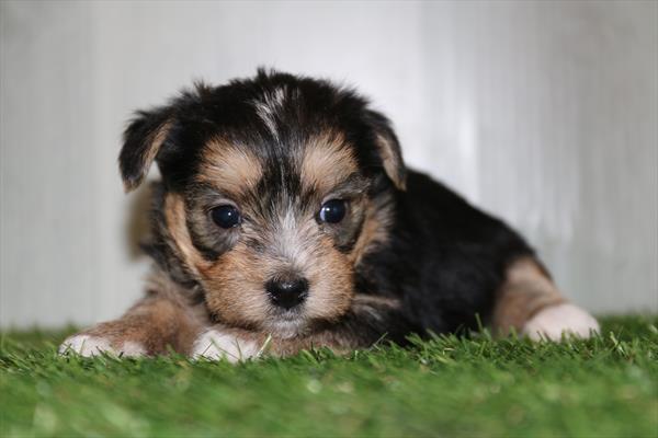 [#25673-03]  - Black / White M Morkie Puppies for Sale