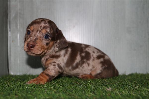 [#25684-02]  - Chocolate M Dachshund Puppies for Sale