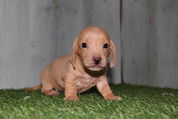 [#25684-03]  - Cream M Dachshund Puppies for Sale
