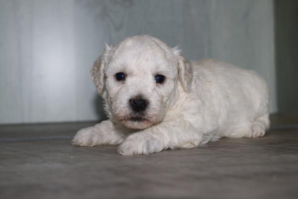 [#25651-04]  - White F Bichon Frise Puppies for Sale