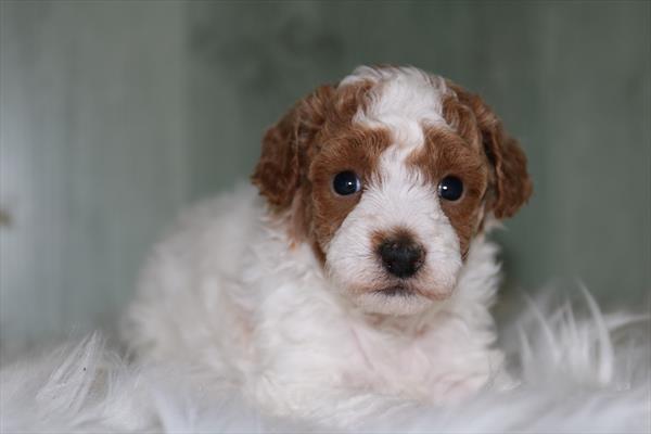 [#25710-04]  - White / Red F Poodle Puppies for Sale