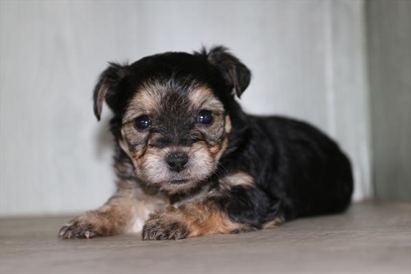 [#25664-05]  - Black / Tan F Yochon Puppies for Sale
