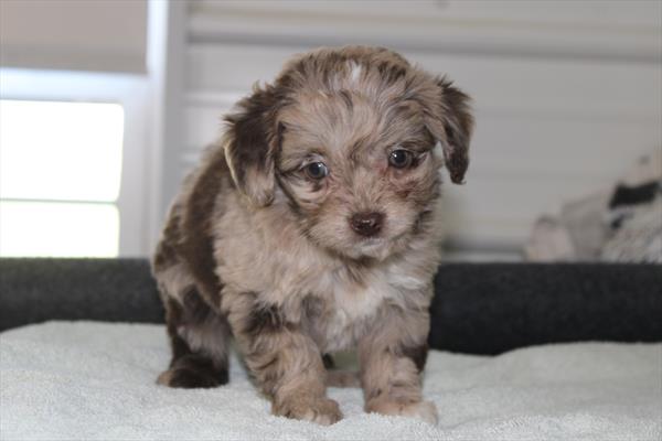 [#25872-03]  - Chocolate Merle F Aussiedoodle Mini Puppies for Sale