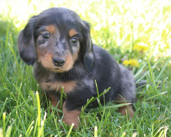 [#25989-02]  - Blue Dapple M Dachshund Puppies for Sale