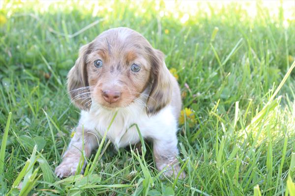 [#25990-04]  - Brown F Dachshund Puppies for Sale