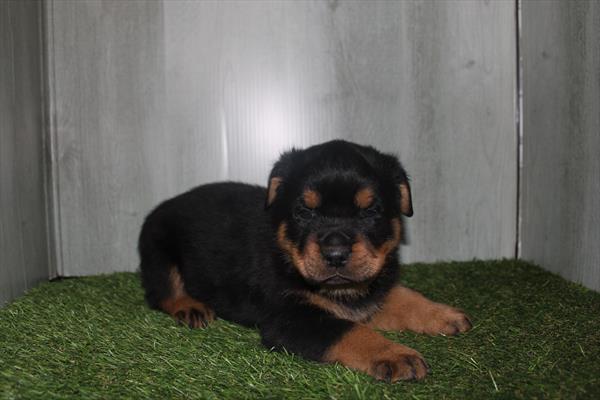[#2585-02]  - Black / Tan M Rottweiler Puppies for Sale